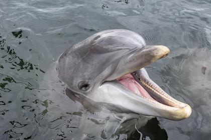 Dolfinarium